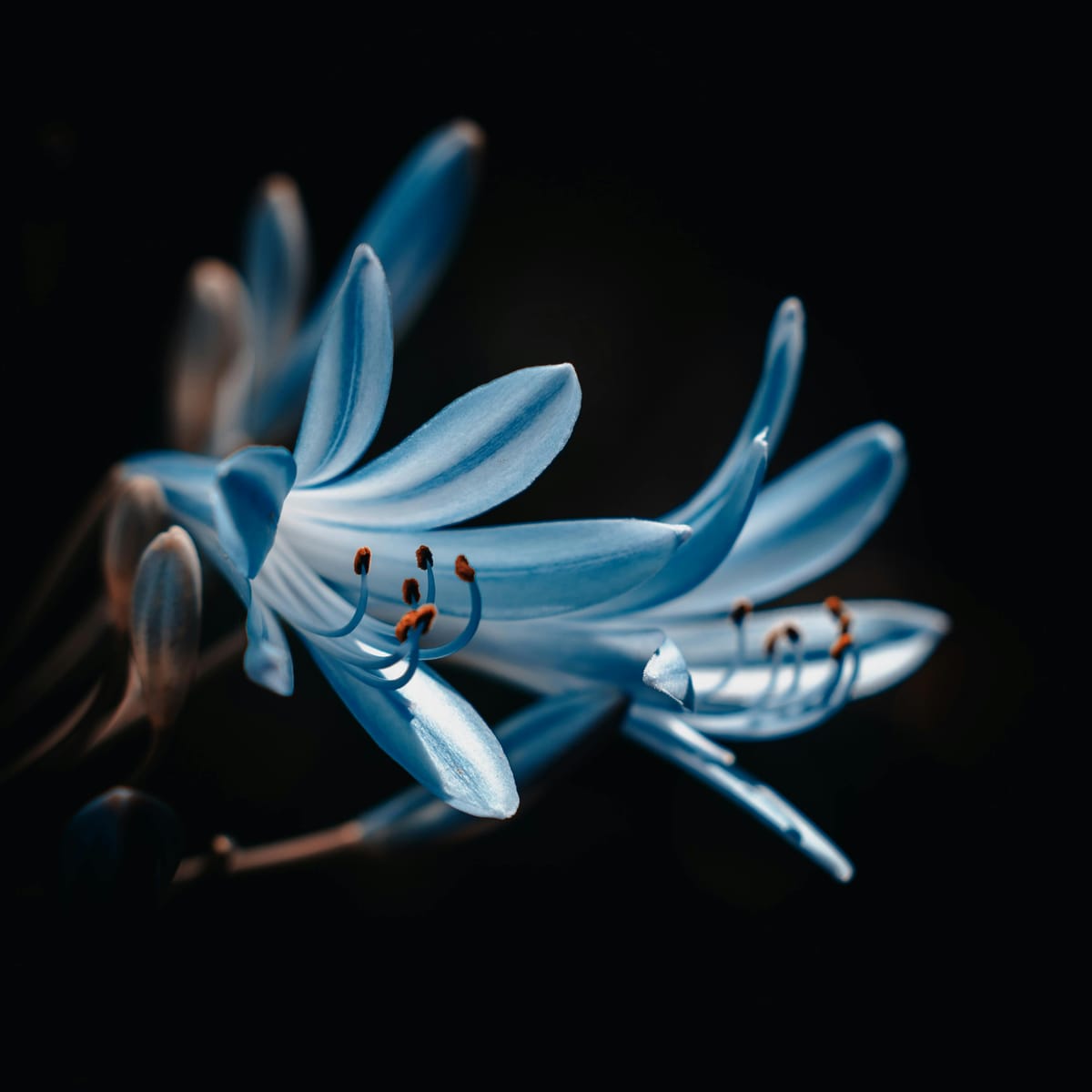 صائمہ رضا avatar