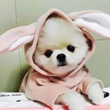 ہمایوں شاہ avatar